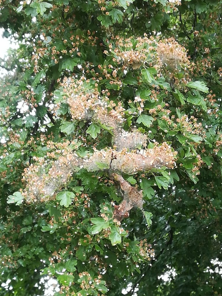 Naturoplevelser. Larvespind. Gren af Almindelig Hvidtjørn (<em>Crataegus laevigata</em>) helt spundet ind af Æblespindemøllarver (<em>Yponomeuta malinellus</em>).