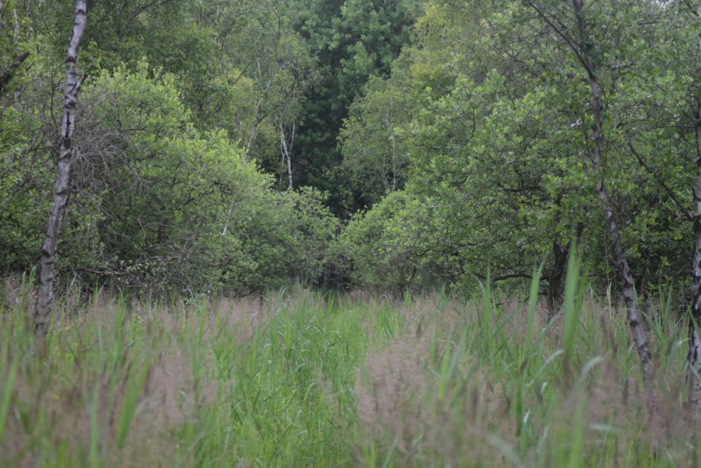 Naturoplevelser, Ilia og Iris tur på Amager. Ilias (Apatura ilia) yndlings lokalitet på Amager. Her er masser af Selje-pil (Salix caprea), Birk (Betula sp.), og Tagrør (Phragmites australis). Den elsker det!