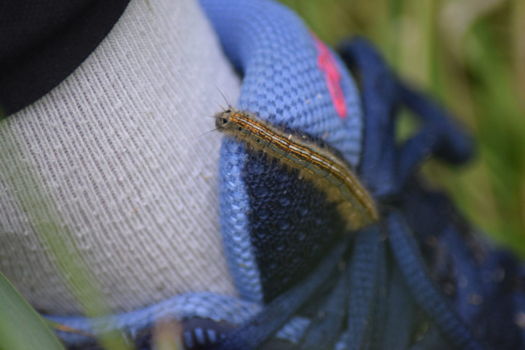Ringspinder <em>(Malacosoma neustria)</em> på Kristines sko. Den er relativt sjælden, så det var da sjovt at hun fik fisket den op med sin sko. Naturoplevelser. Ilia og Iris tur til Kalvebodfælled.