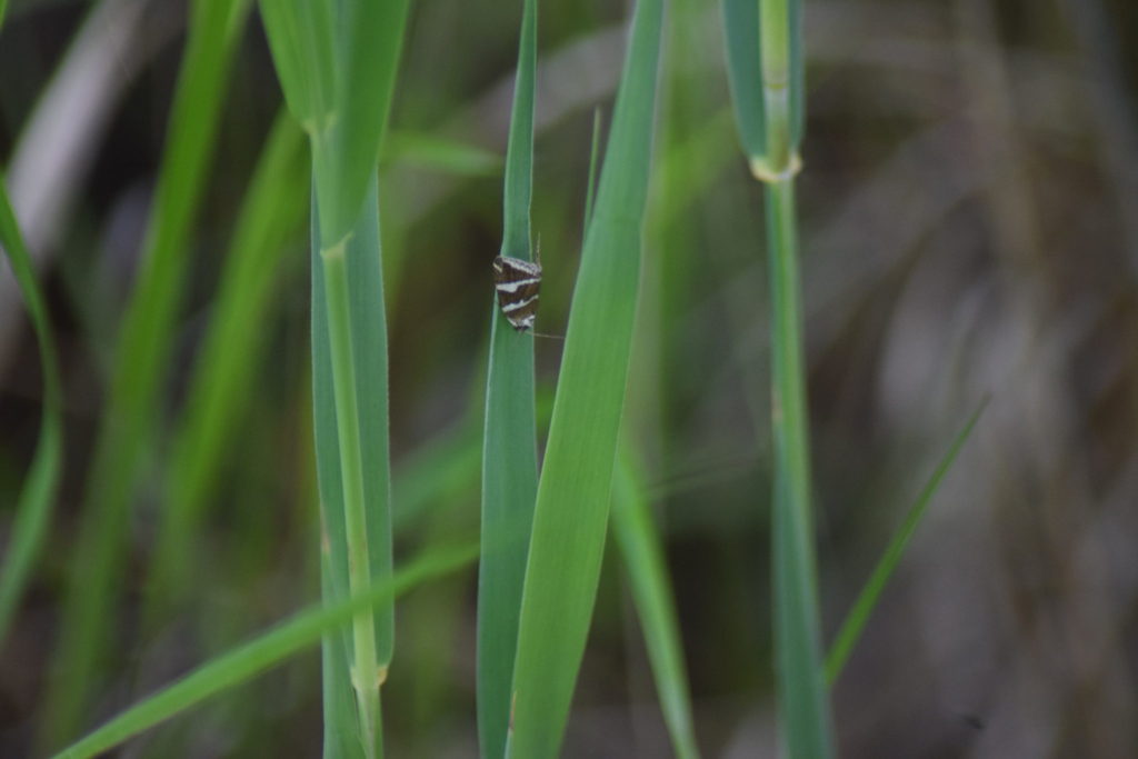 Tvebånd-dagugle (<em>Deltote bankiana</em>), på flitteraks. Naturoplevelser. Ilia og Iris tur på Kalvebodfælled.
