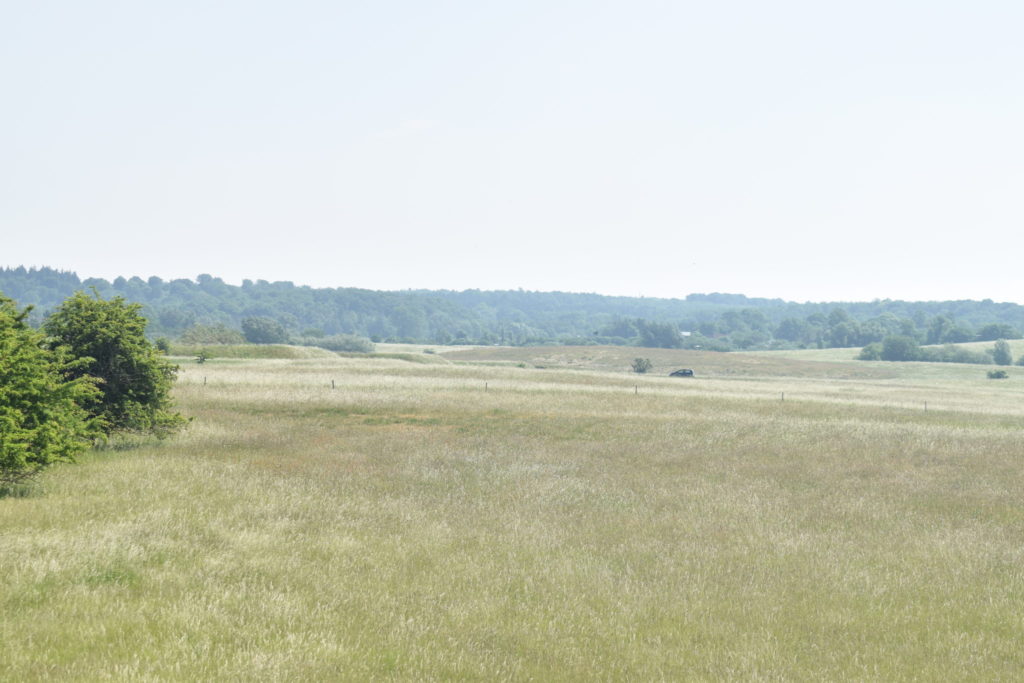 Naturoplevelser. Flyvestation Værløse. Violetrandet ildfugl. Udsigt over den sydøstlige del af Flyvestation Værløse hvor Violetrandet Ildfugl har sit habitat. Det er normalt mere grønt, men det er også længe siden det har regnet.