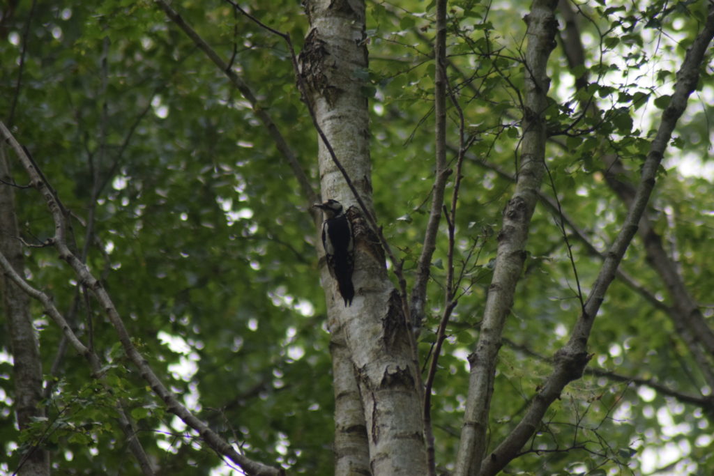 Stor Flagspætte (Dendrocopos major) på birk (<em>Betula spp.</em>), igang med at finde mad. Naturoplevelser. Ilia og Iris tur på Kalvebod fælled.