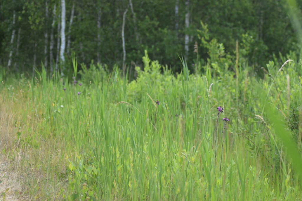 Kærtidsel (<em>Cirsium palustre)</em> på strækning langs yderkanten af Pinseskoven på syd-østsiden. Her fortale Lars at der var ser svalehale (<em>Papilio machaon</em>) tidligere på året. Ærgeligt der ikke lige var en derude nu. Naturoplevelser. Ilia og Iris tur på Kalvebod fælled.