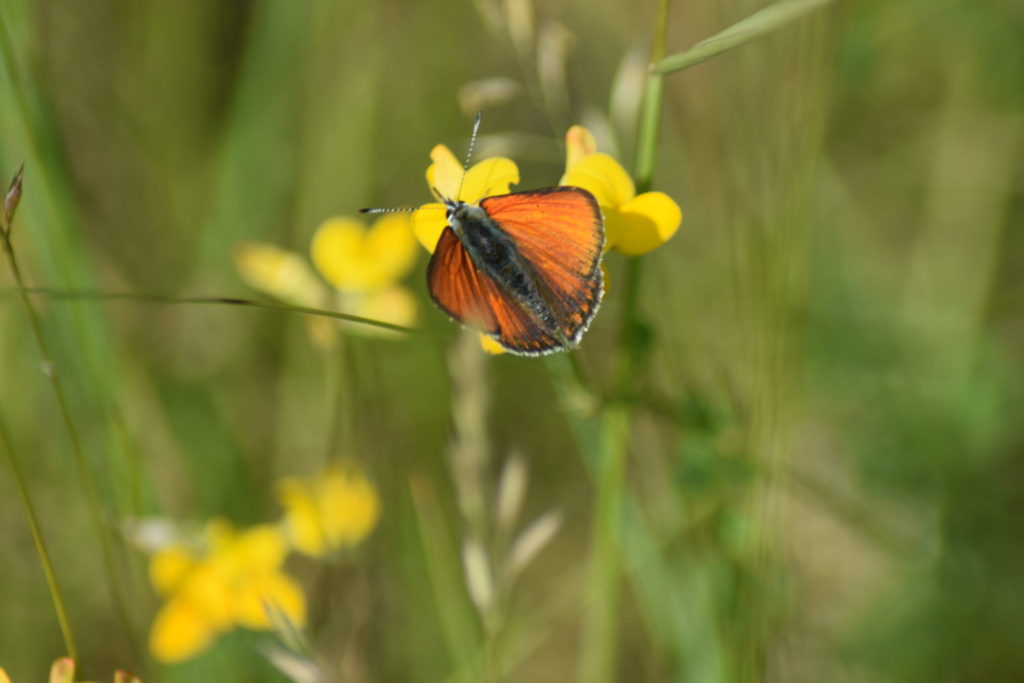Naturoplevelser. Flyvestation Værløse. Violetrandet Ildfugl. Violetrandet Ildfugl han på Almindelig Kællingetand. Han er let at kende på den stærke orange farve, og de metaliske lilla partier på vingernes overside. Dette er en af de hanner vi så igår.