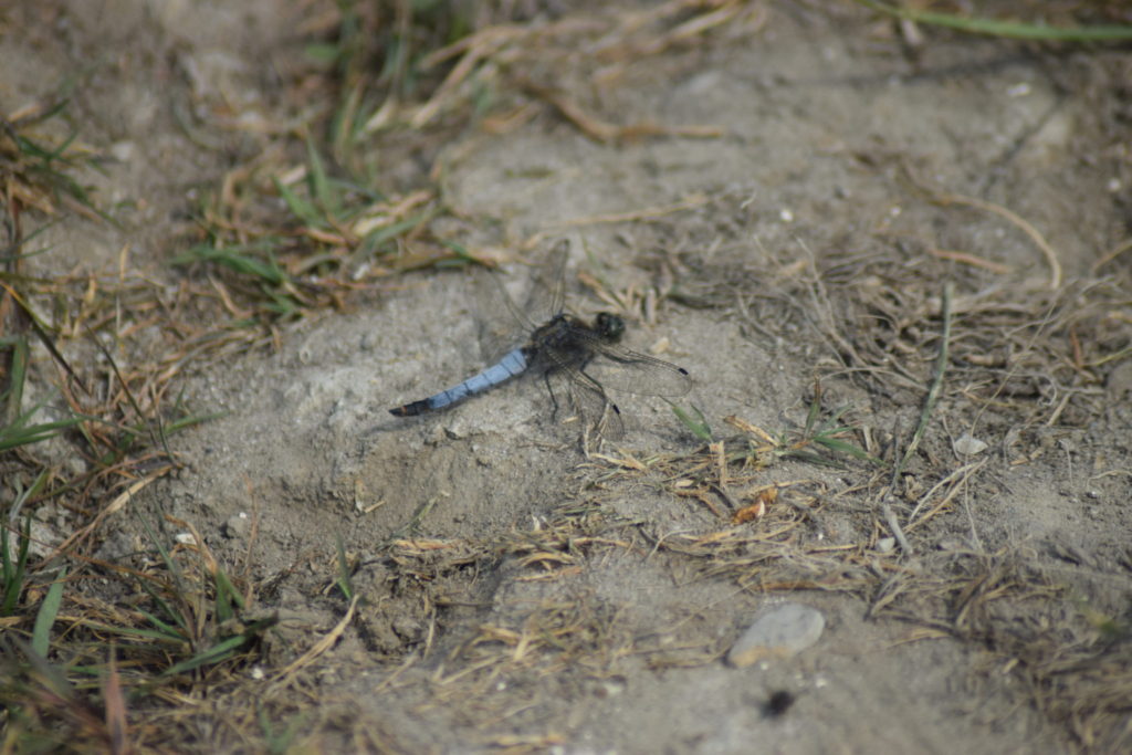 Stor Blåpil (<em>Orthetrum cancellatum</em>) på cykelstien. Der var rigtig mange derude, de fløj om ørene på os. Naturoplevelser. Ilia og Iris tur på Kalvebod fælled.