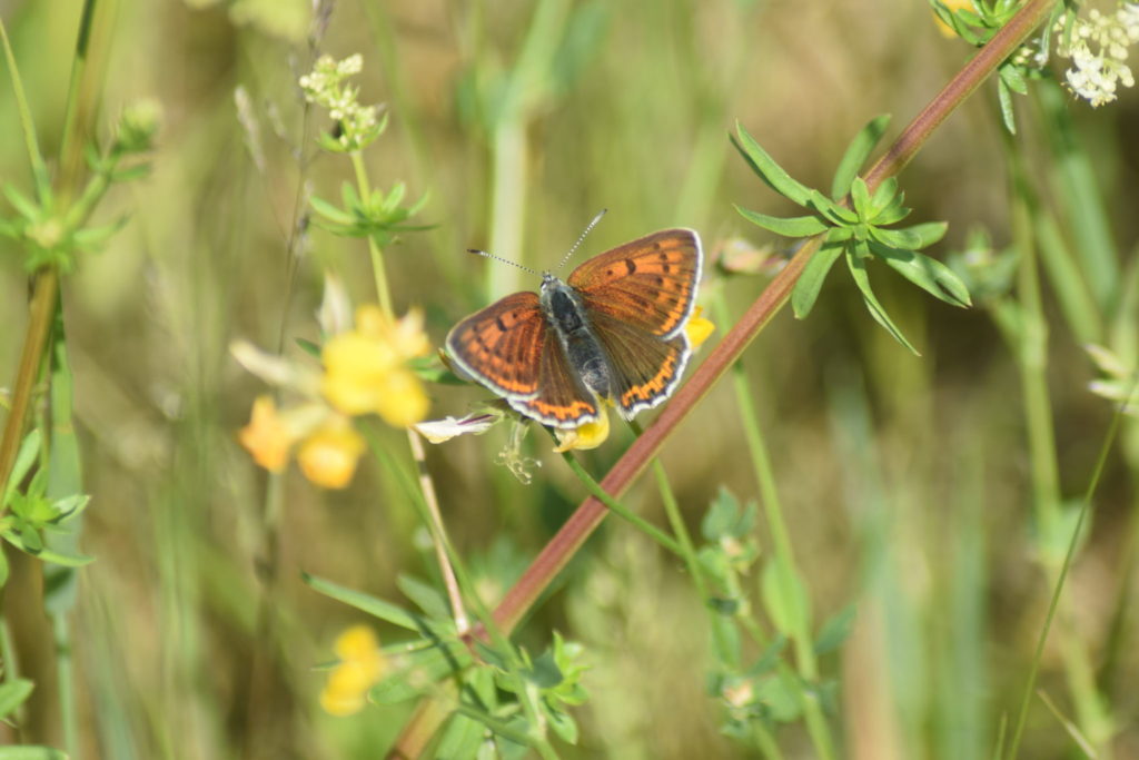 Naturoplevelser. Flyvestation Værløse. Violetrandet Ildfugl. Violetrandet Ildfugl hun på Almindelig Kællingetand ved siden af Trenervet Snerre (<em>Galium triflorum</em>). Hun er meget mere brun end hannen, men let at genkende på sine to brune midtepletter på forvingerne. Dette er et andet af de individer vi så igår på turen.