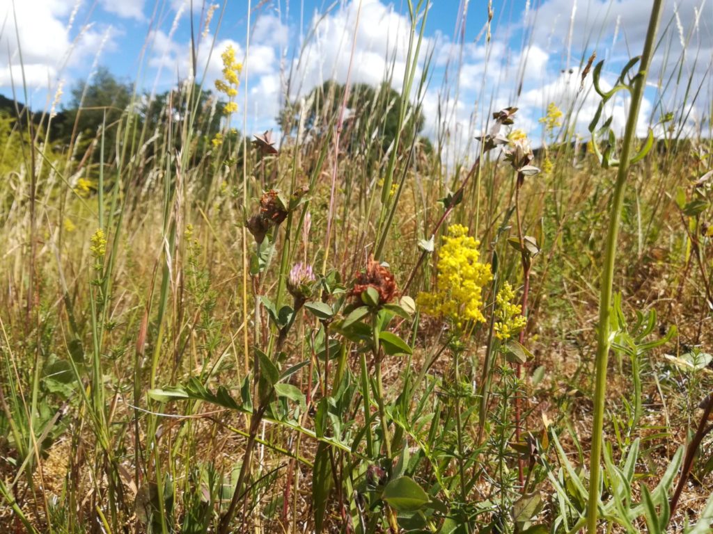 Øvre Mølle ådals smukke natur. Tur fra Bastrup sø til Buresø. På Sandbakken kan finde en smuk men for tiden noget tør vegetation, med Rød Kløver (Trifolium pratense) og Gul Snerre (Galium verum).