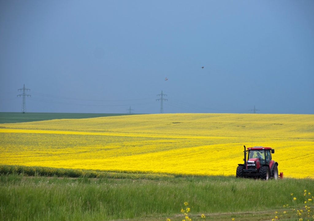Rapsmark i Danmark. Vores land er 60 % dækket af landbrug, vi kunne give lidt af pladsen til enge eller overdrev i stedet, så dyr, planter og svampe har nogle flere steder at bo.