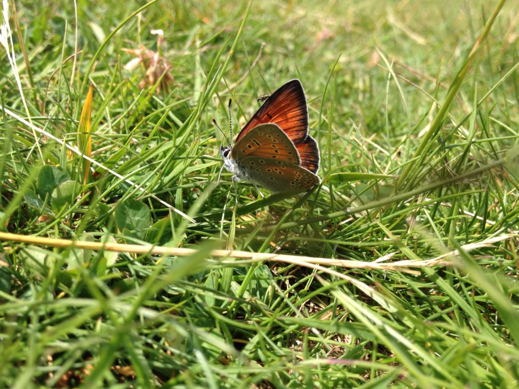 Violetrandet ildfugl (Lycaena hippothoe). Billedet er taget på Baunesletten ved Værløse, Nordsjælland. Det er en han, hvilket man kan se på den orange overside på vingerne og de svage lilla aftegninger. Hunnen er orange og brun på oversiden af vingerne. Denne han sad på en sti med masser af hvid kløver og solede sig. Læg i øvrigt mærke til den lille flue der sidder på vingen. Foto af Zelina Elex Petersen