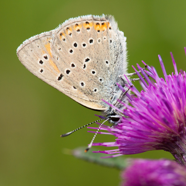 Violetrandet ildfugl (<em>Lycaena hippothoe</em>) med vingerne klappet sammen. Den har de karakteristiske sorte pletter som de fleste blåfugle har. Arten er svær at få øje på i vegetationen i denne position.