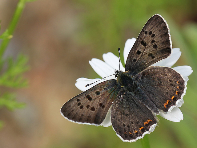 Sort ildfugl (Lycaena tityrus)