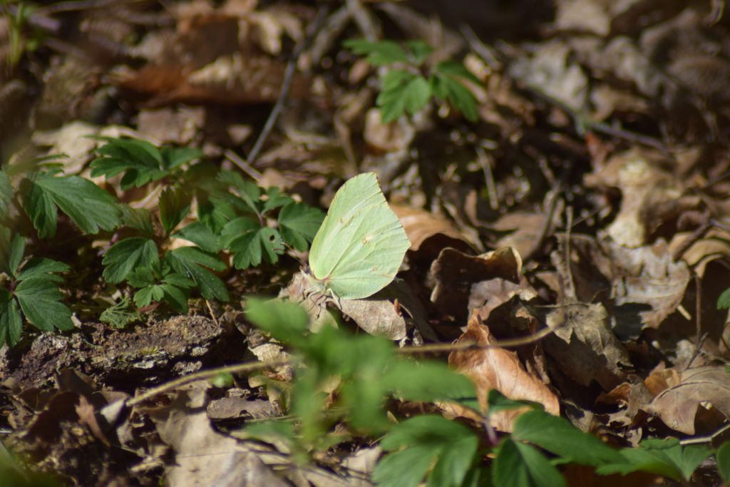 På Sommerfugletur til Præstemose og Sortmosen ved Farum langs Farum sø. For at se på Grøn Busksommerfugl (Callophrys rubi). Citronsommerfugl (Gonepteryx rhamni) ved fattigkæret ved siden af Præstegårdsengen.