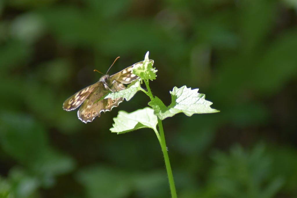 Natur. Udflugt. På Sommerfugletur til Præstemose og Sortmosen ved Farum langs Farum sø. For at se på Grøn Busksommerfugl (Callophrys rubi). Skovrandøje (Pararge aegeria) på Løgkarse (Alliaria petiolata) ved Præstegårdsmosen.