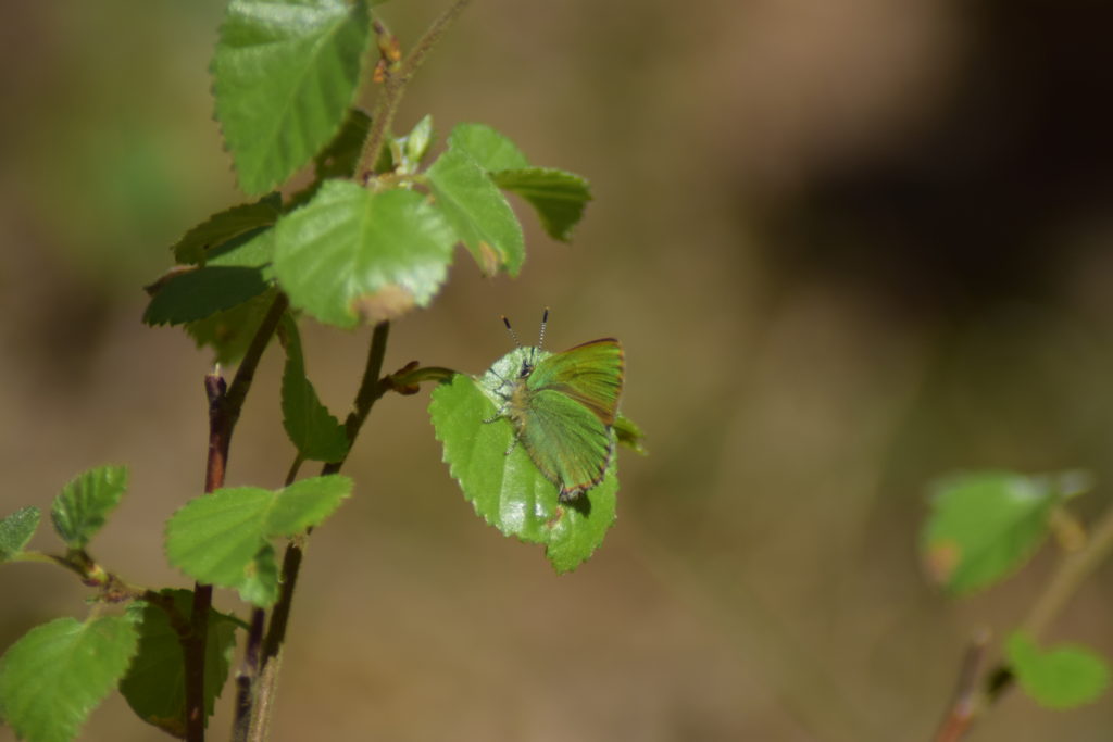Natur. Udflugt. På Sommerfugletur til Præstemose og Sortmosen ved Farum langs Farum sø. For at se på Grøn Busksommerfugl (Callophrys rubi).