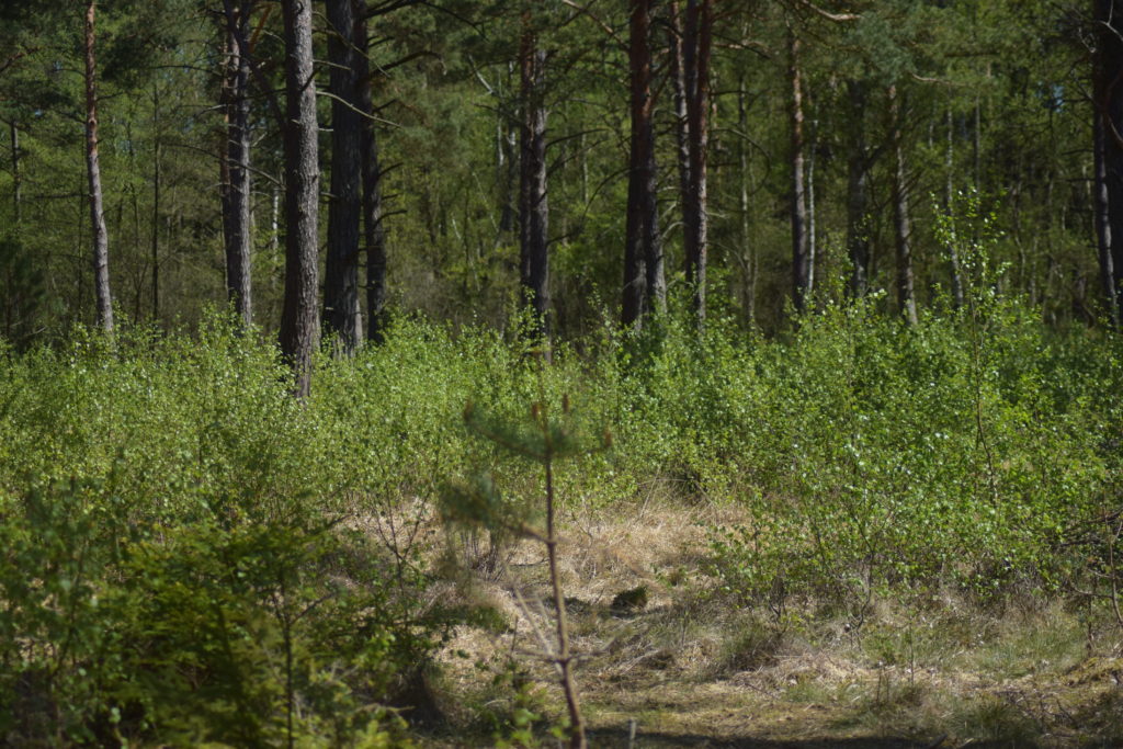 Natur. Udflugt. På Sommerfugletur til Præstemose og Sortmosen ved Farum langs Farum sø. For at se på Grøn Busksommerfugl (Callophrys rubi). Sortmosen set fra spejderhytten. Mosen har meget opvækst af Birk (Betula sp.) som er lidt bekymrende.