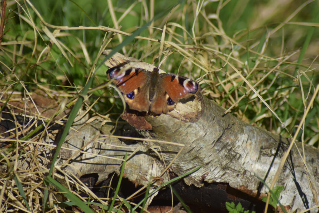 Natur. Udflugt. På Sommerfugletur til Præstemose og Sortmosen ved Farum langs Farum sø. For at se på Grøn Busksommerfugl (Callophrys rubi). Dagpåfugleøje (Aglais io) ved spejderlejeren lige ved siden af Sortemosen ved Farum.