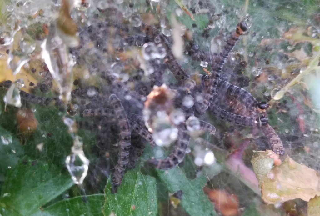 Naturoplevelser. Larvespind. Æblespindemøllarver (<em>Yponomeuta malinellus</em>) på Almindelig Hvidtjørn træer (<em>Crataegus laevigata</em>).