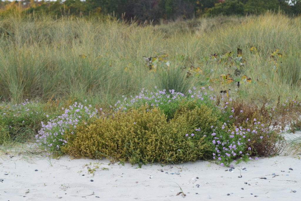 Almindelige Sodaurt (Salsola kali) og Østersø-Strandsennep (Cakile maritima ssp. baltica) optræder i store mængder langs stranden. Ulvshale Nordstrand, Oplev spændende Møn.