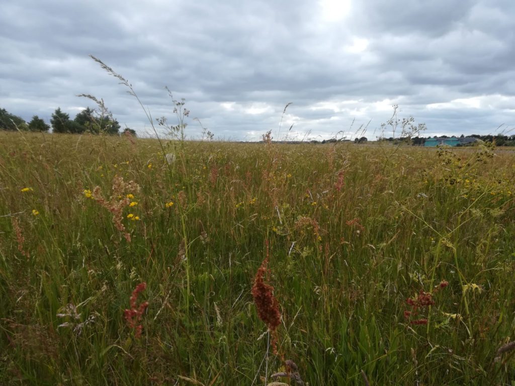 Vegetation på Flyvestation Værløse ved Violetrandet ildfugls habitat. Man kan se den blå Herkules Hangar i baggrunden. Bioblitz på Flyvestation Værløse 2018. Naturstyrelsen, DOF, Lepidopterologisk forening m.f.