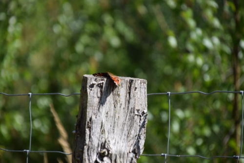 Dapåfugleøje (Aglais io) flader bare helt ud på sin pæl.