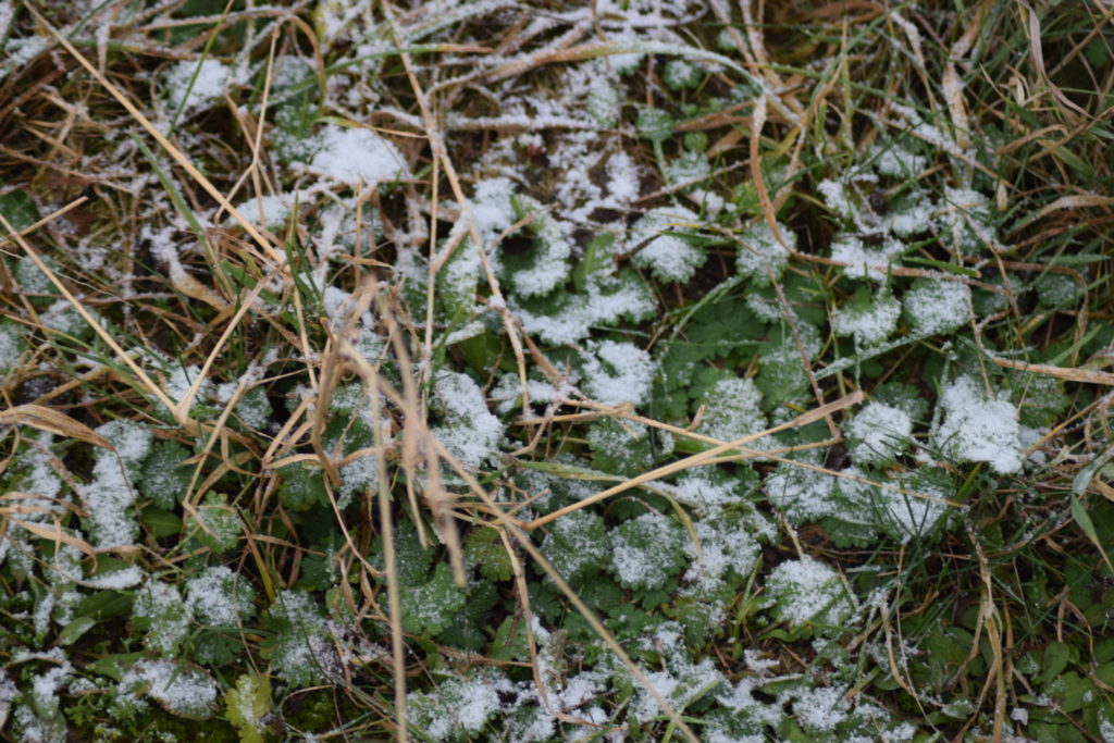 Den lave vegetation på en vinterdag. Sneen ligger som et lille tæppe på de hvilende planter.