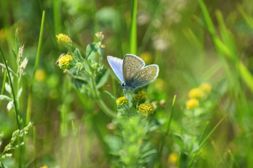 Naturoplevelser. Insektforvaltning på Flyvestation Værløse. Almindelig Blåfugl (<em>Polyommatus icarus</em>) han, på Humlesneglebælg (<em>Medicago lupulina</em>).