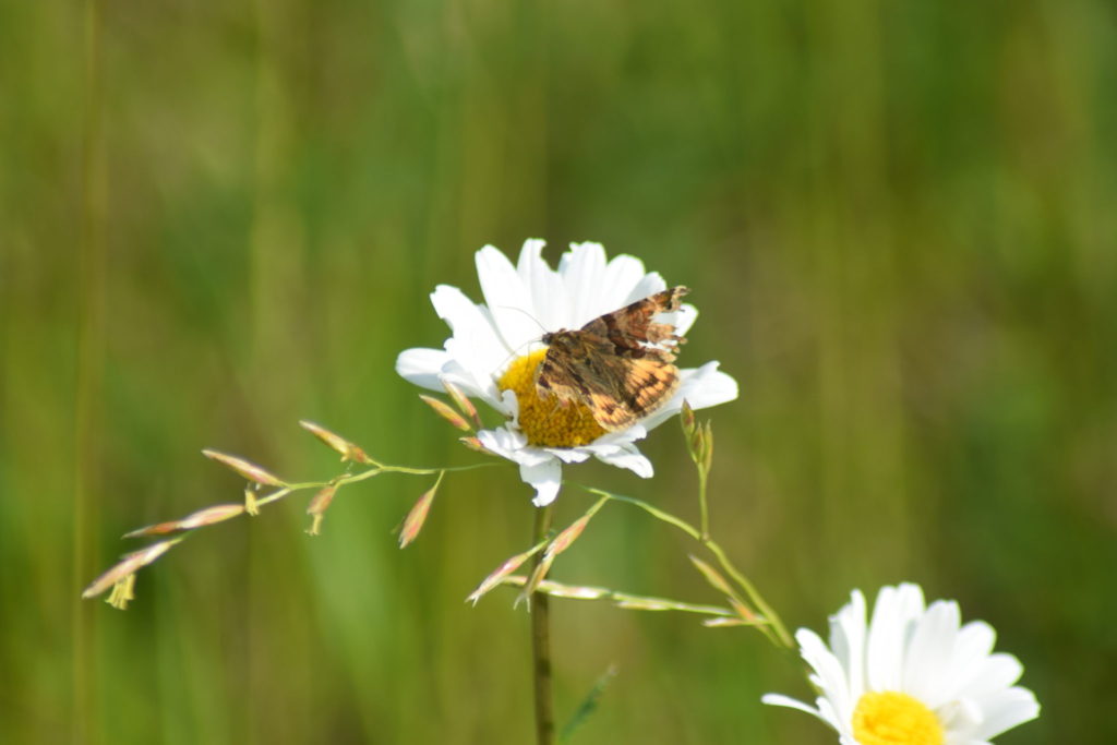 Naturoplevelser. Flyvestation Værløse. Insektvenlig forvaltning. Slidt eksemplar af Brun Kløverugle (<em>Euclidia glyphica</em>) på Hvid Okseøje (<em>Leucanthemum vulgare</em>). Den er så slidt at den nok har fløjet i noget tid allerede, og ikke har mange dage tilbage.