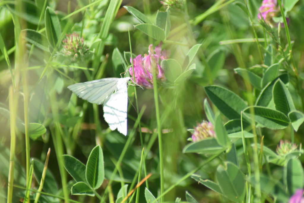 Naturoplevelser. Flyvestation Værløse. Insektvenlig forvaltning. Hvidvingemåler (<em>siona lineta</em>) på Rødkløver (<em>Trifolium pratense</em>). Rødkløver er en god nektarplante for sommerfugle.