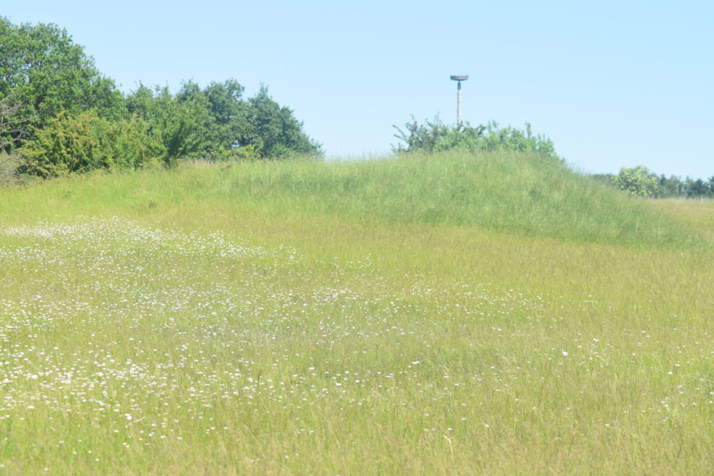 Naturoplevelser, Insektvenlig forvaltning på flyvestation Værløse, Violetrandet Ildfugl. Udsigt over vest-nord enden af flyvestation Værløse, med den flotte Hvid Okseøje (Leucanthemum vulgare) rige flora. I baggrunden ses en storkerede som Naturstyrelsen har fået sat op til Oskar, den Hvide Stork (Ciconia ciconia) der tit kommer på besøg fra Sverige. Forhåbentlig får han en dag en mage med.