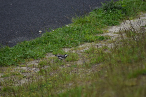 Hvid vipstjert (Motacilla alba) på diget Hejresøen