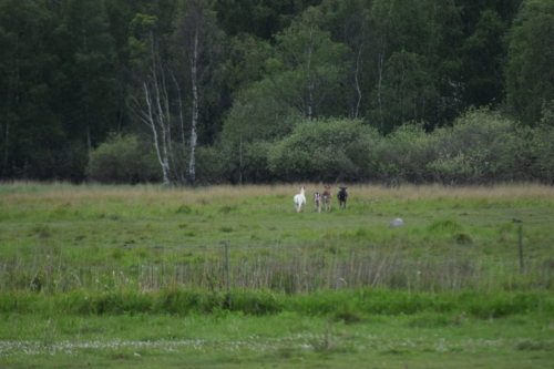 Albino Dådyret (Dama dama) og det mørke Dådyr sammen med deres flok. Det er "111" tallet på de to normalt udseende, der afsløre arten.