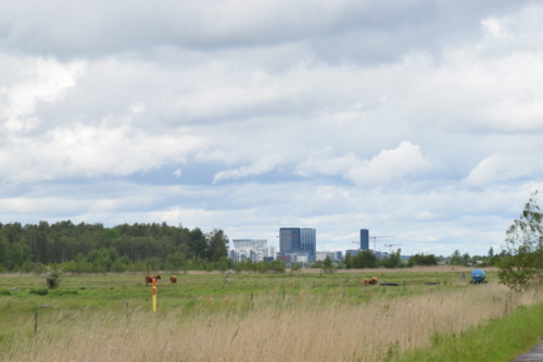 Mødet mellem by og natur får en brat og rå overgang herude på Kalvebod Fælled. Forhåbentlig stopper de også med at bygge nu.