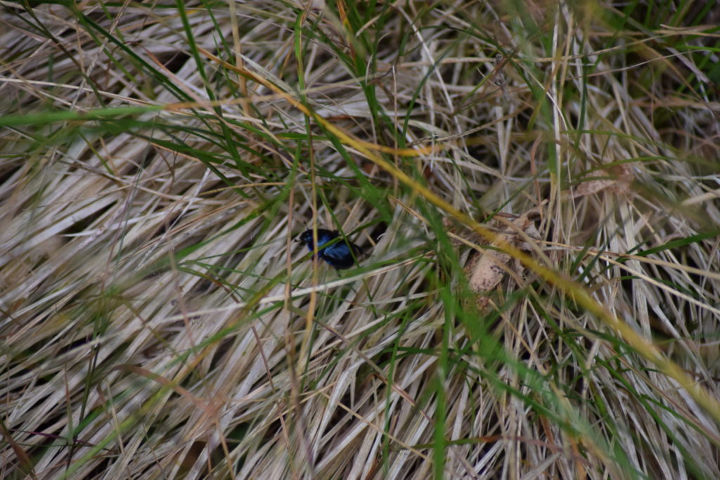 Skovskarnbasse (<em>Anoplotrupes stercorosus</em>) gemmer sig i græsset, oven over venter mange udhungrede fugle - lav profil er et must.