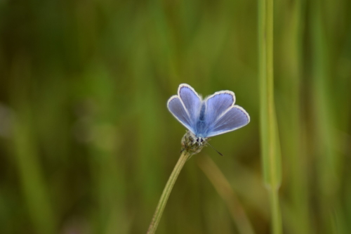 Almindelig blåfugl (Polyommatus icarus) nu med vingerne slået ud. Jeg elsker de smukke blå farver. Denne her har sig en hyggelig tilværelse ved kanalen der løber parallet med kanalvej på Amager.