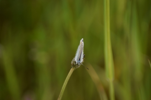 Almindelig blåfugl (Polyommatus icarus) hygger sigpå Lancet-vejbred ved kanalen på Amager, parallelt med kanalvej.