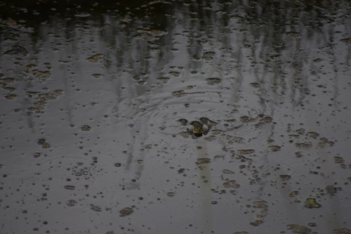 Grøn Frø (Pelophylax esculentus) i kanalen parallelt med kanalvej på Amager.