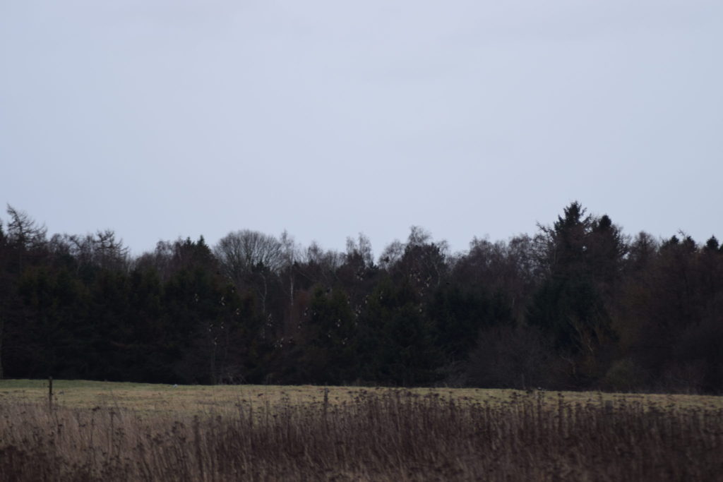 En flok Stære (Sturnus vulgaris) pryder januarhimlen på denne smukke vinterdag i naturen.