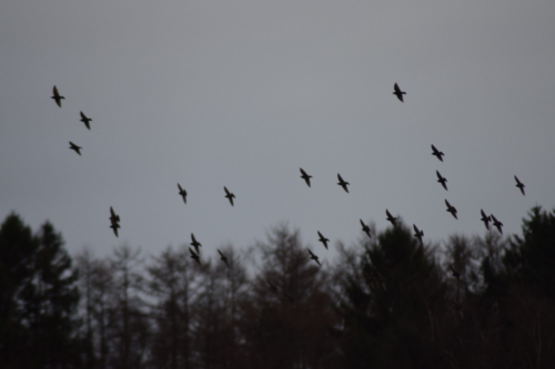 En flok Stære (Sturnus vulgaris) i silhuet på Flyvestation Værløses januarhimmel. Naturen er smuk.