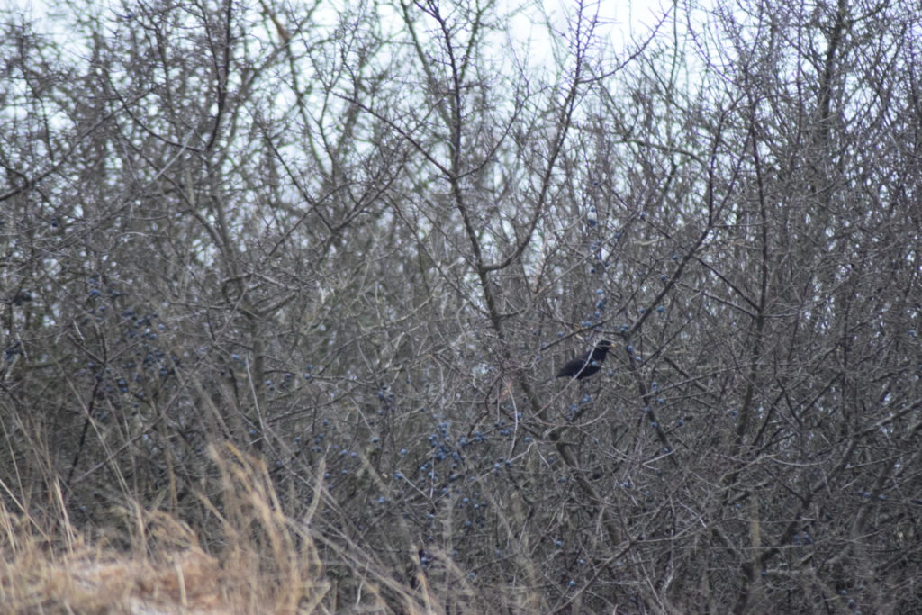 En Solsort (Turdus merula) søger tilflugt i et Slåenkrat (Prunus spinosa), da vi går forbi og skræmmer den op fra vegetationen.