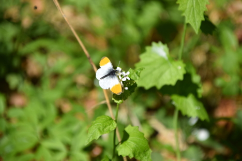 Han af Aurora (Anthocharis cardamines) på Løgkarse (Alliaria petiolata).