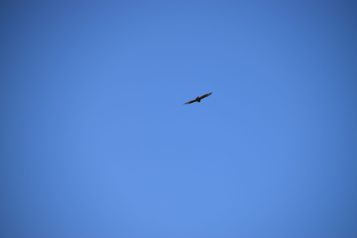 Havørnen (Haliaeetus albicilla) byder os på gensyn på Bognæs, mens vi går ned mod bilen.
