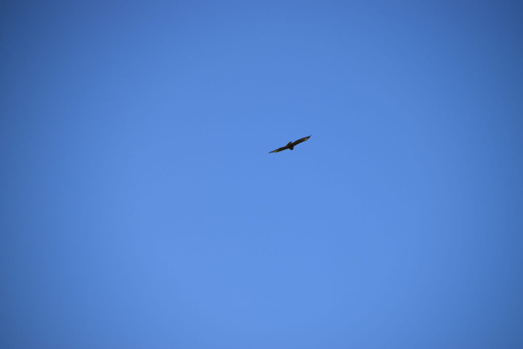 Havørnen (Haliaeetus albicilla) byder os farvel på vej ned mod bilen.