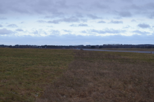 Her ses en af de vegetationsstriber der er efterladt i landskabet. Den skal give Violetrandet ildfugls (lycaena hippthoe) larver en mulighed for at finde læ og gemmesteder i vinterhalvåret.