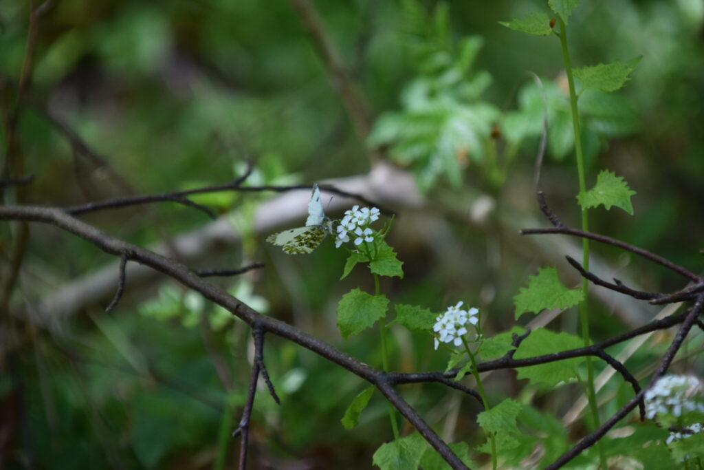 Hun af Aurora (Anothocharis cardamines) på Løgkarse (Alliaria petiolata).