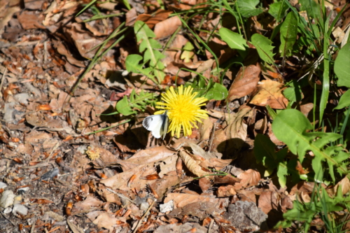 Hun af Aurora (Anothocharis cardamines) på Mælkebøtte (Taraxacum sp.) på Bognæs.
