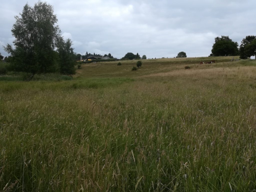 Eftersøgning af den truede art Violetrandet ildfugl. Naturoplevelser nær Farum sø. Udsigt over Gedevasebro hvor der græsses af kvæg. Søde dyr og venlig lodsejere. Stor ros til mennesket bag indsatsen! Men plejen er ikke så god for Violetrandet Ildfugl. Som vi ikke fandt på turen.