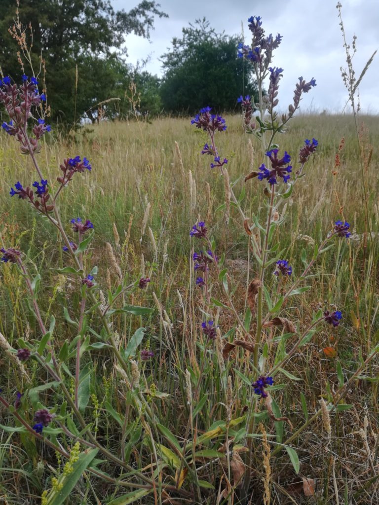 Lægeoksetunge <em>(Anchusa officinalis),</em> på Gretesholm, en af de få der blomstre i tørken. Naturen omkring Farum sø. Naturoplevelser. Eftersøgning Violetrandet Ildfugl.