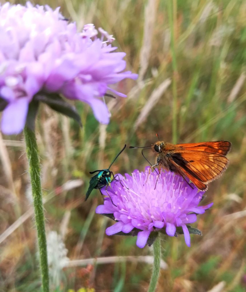 En grøn køllesværmer (Adscita statices) deler nektar fra en blåhat (Knautia arvensis) med en stor bredpande (Ochlodes sylvanus). Alle tre almindelige arter, men puha der er langt mellem dem på Gretesholm som er knastørt for tiden.
