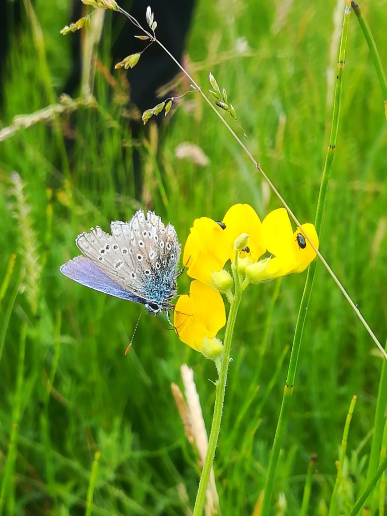 Natur omkring Farum sø. Naturoplevelser. Almindelig blåfugl <em>(Polyommatus</em> icarus) han på almindelig kællingetand (<em>Lotus</em> <em>corniculatus),</em> ved Gedevasebro. Den er meget slidt, men det er også sidst i dens sæsonen. Jeg kender desværre ikke de små biller, men de da fine med deres metalliske udseende.