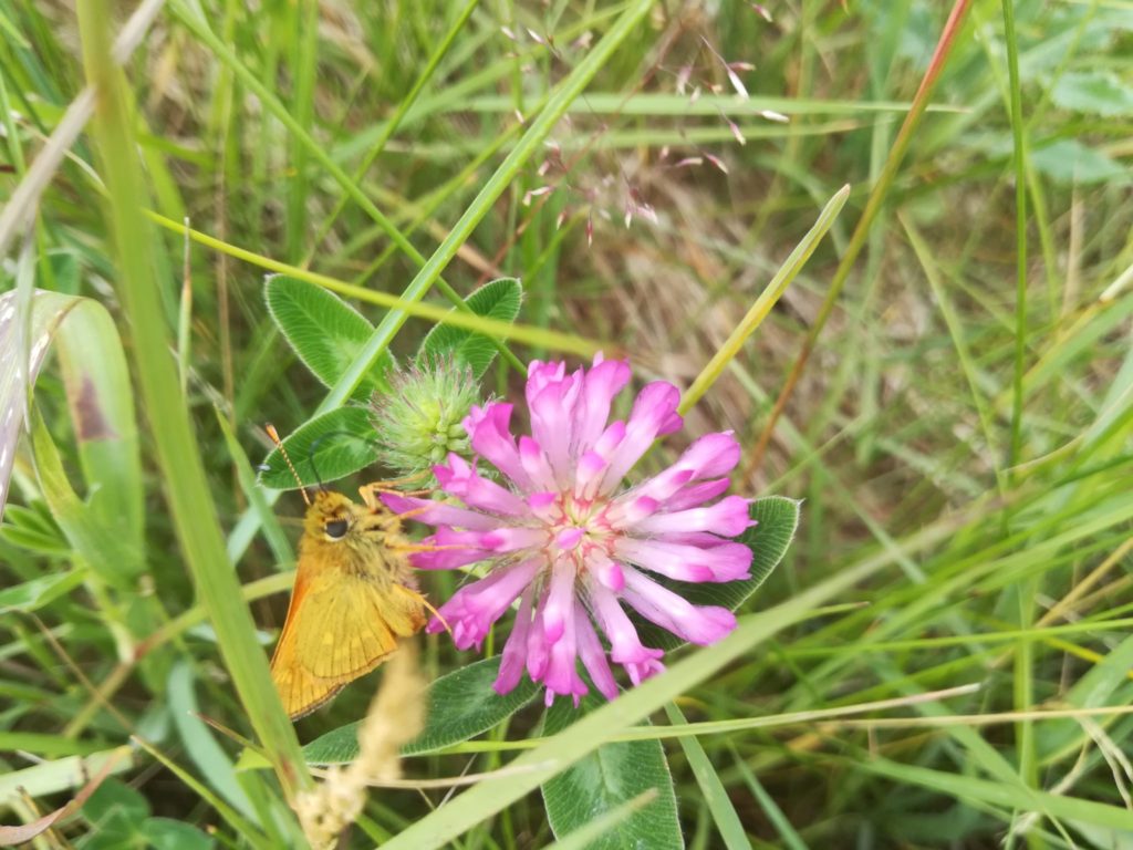 Naturopleveler nær Farum sø, Baunesletten. En super sød Stor Bredpande (Ochlodes sylvanus) på Rødkløver (Trifolium pratense).